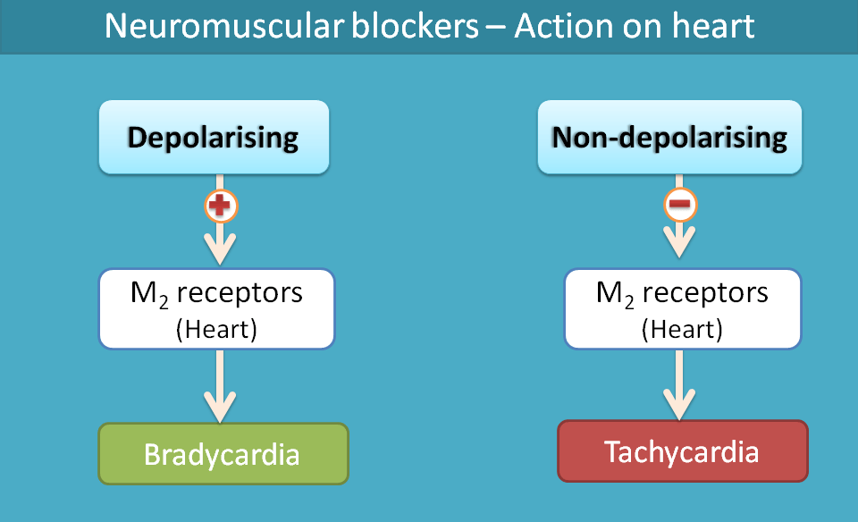 side effect of neuromuscular blockers on heart