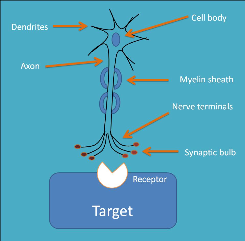 basic structure of neuron