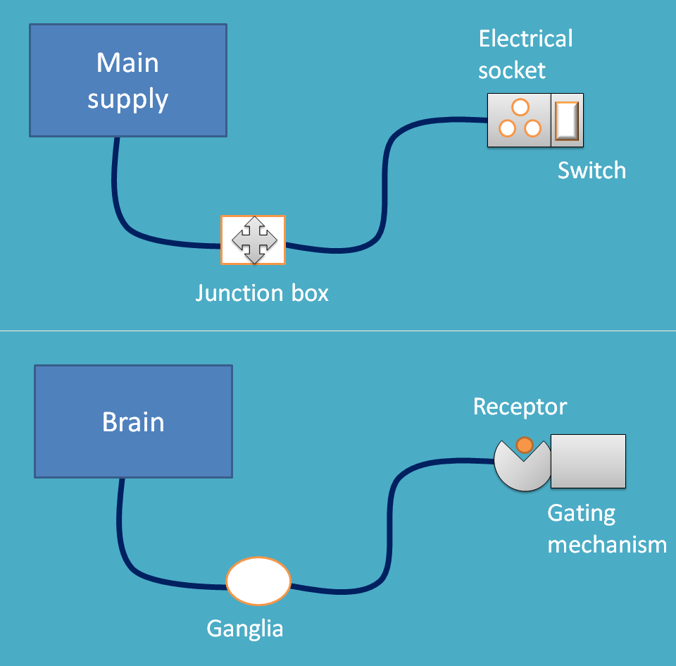 neurons can be compared with electrical wires