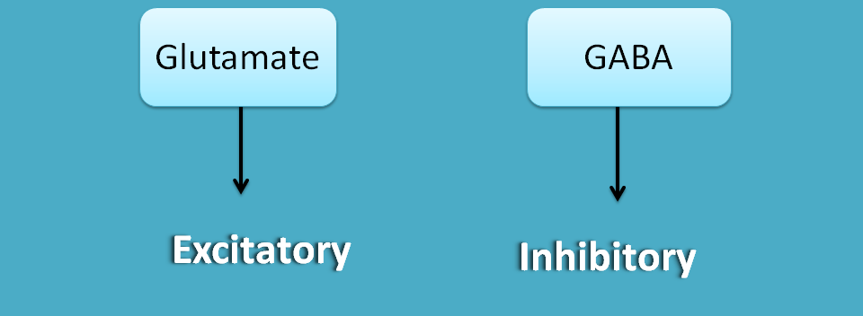 glutamate is excitatory and GABA is inhibitory