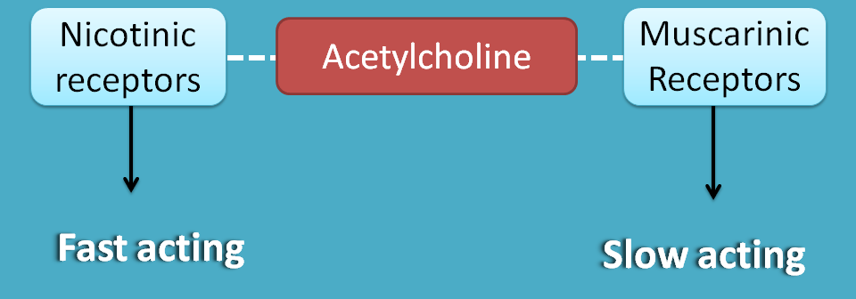 Acetylcholine acting as both fast and slow neurotransmitter