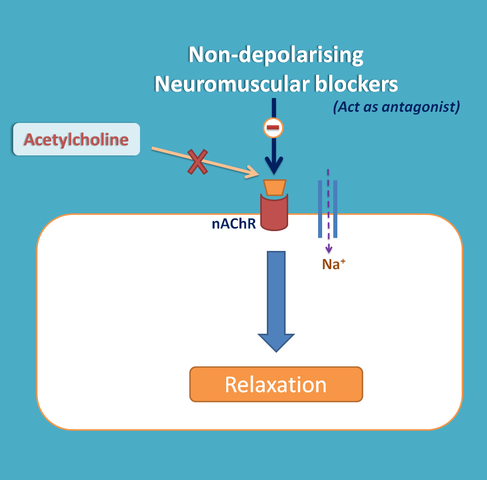 action of non-depolarising neuromuscular blockers