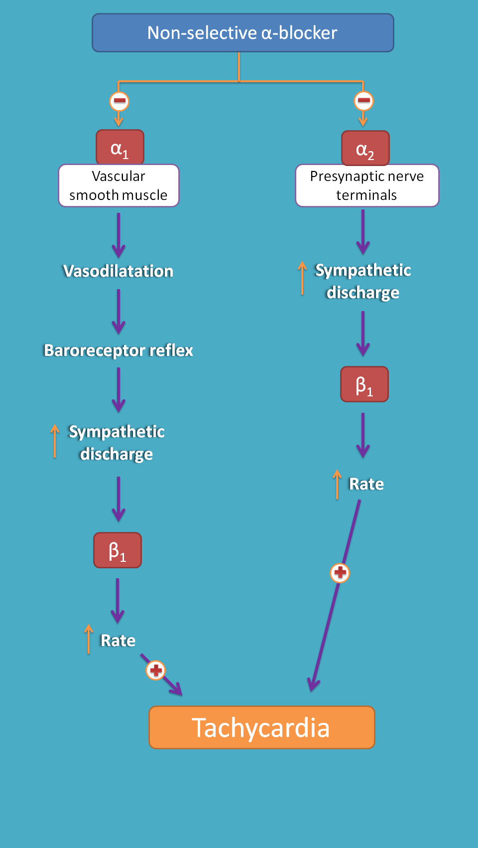 tachycardia by non-selective alpha blockers