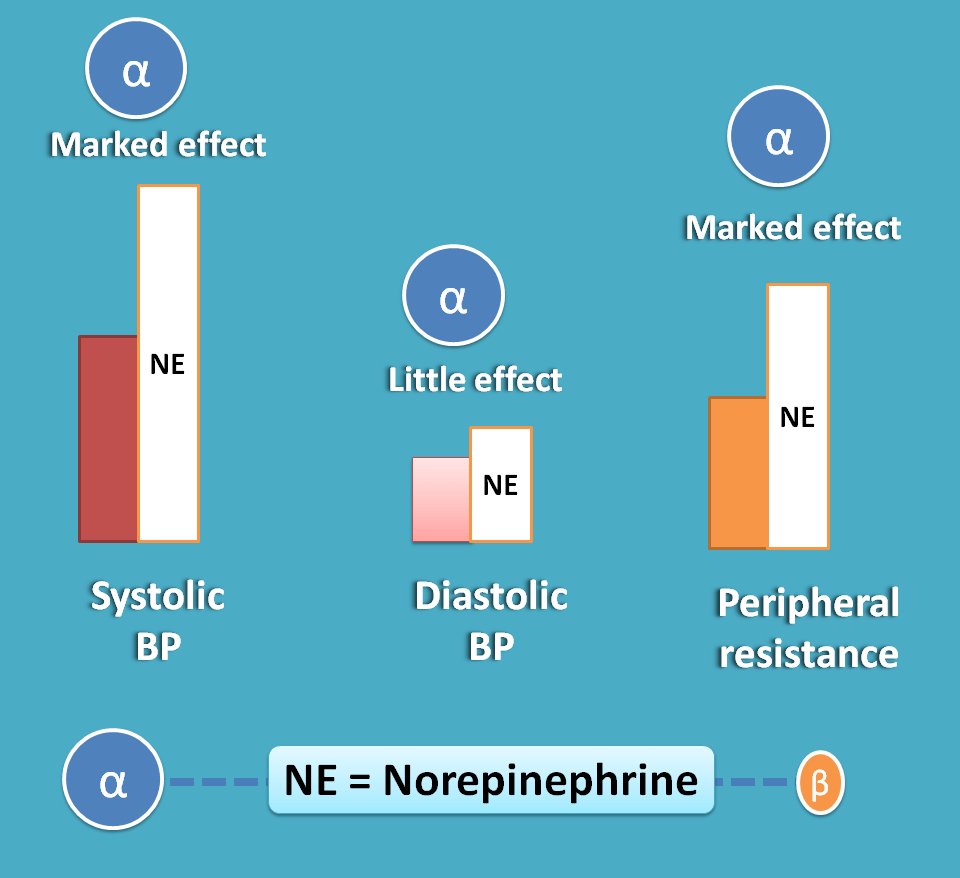 effect of norepinephrine on bp
