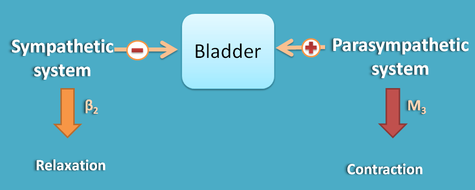 Opposite action of ANS divisions at bladder