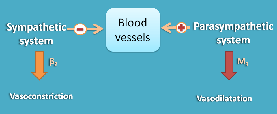Opposite action of ANS divisions at blood vessels