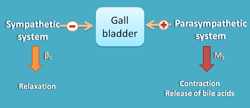 Opposite action of ANS divisions at gall bladder