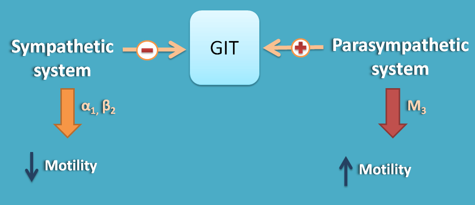 Opposite action of ANS divisions at GIT