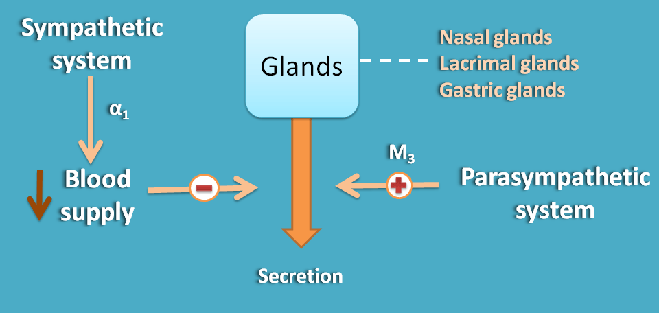 Opposite action of ANS divisions at glands