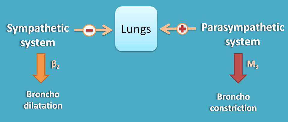Opposite action of ANS divisions at lungs