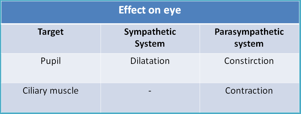 Opposite action of ANS divisions at eye