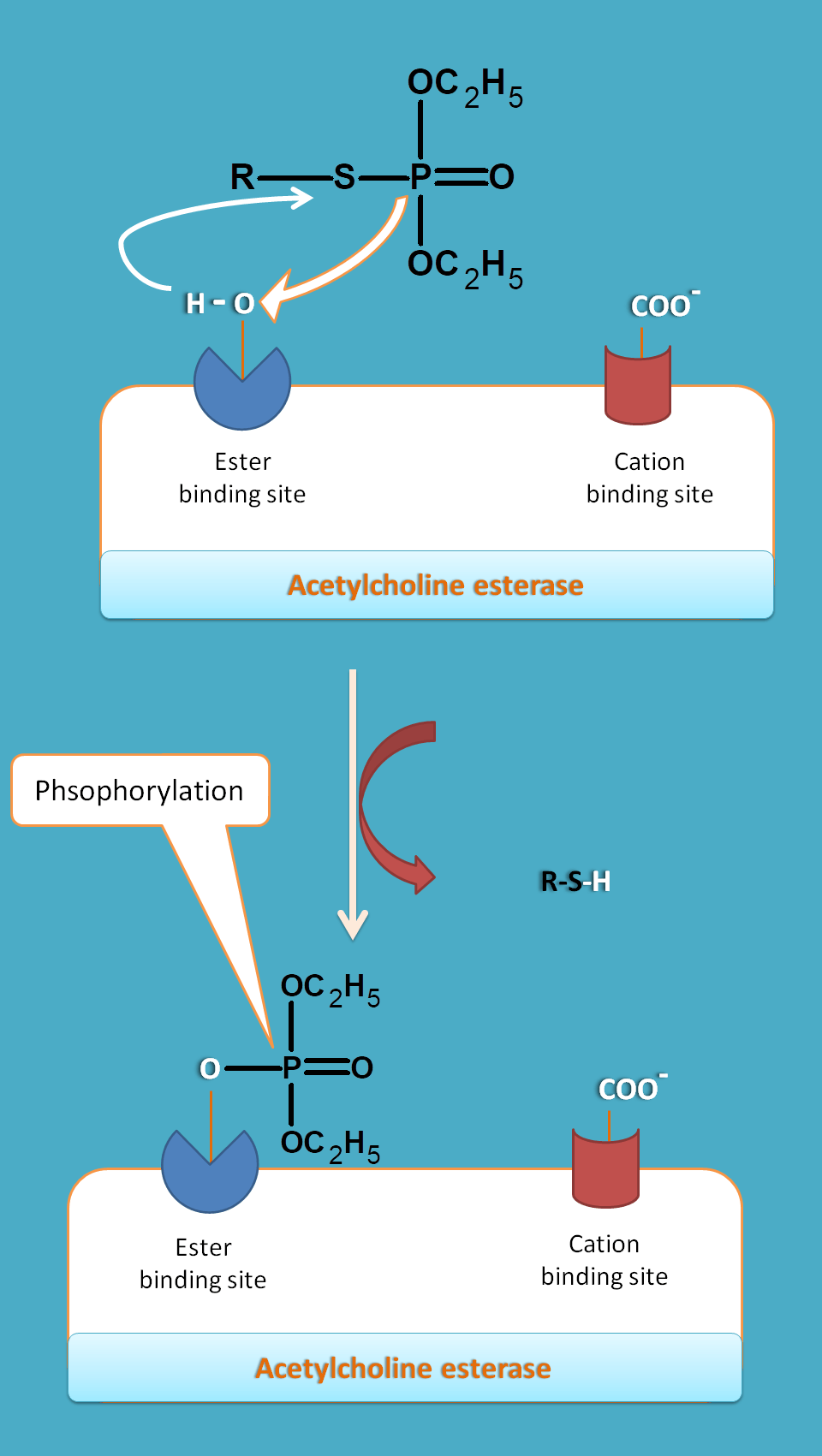 action of organophospates on cholinesterase
