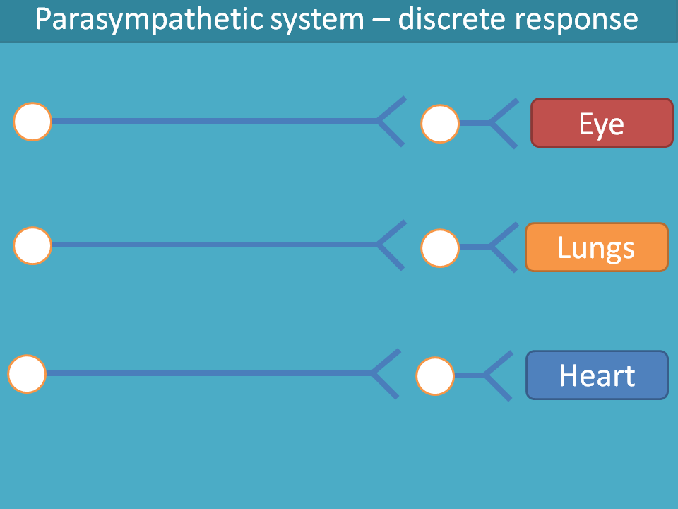 parasympathetic system produces discrete response