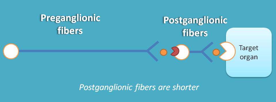 location of ganglia in parasympathetic system