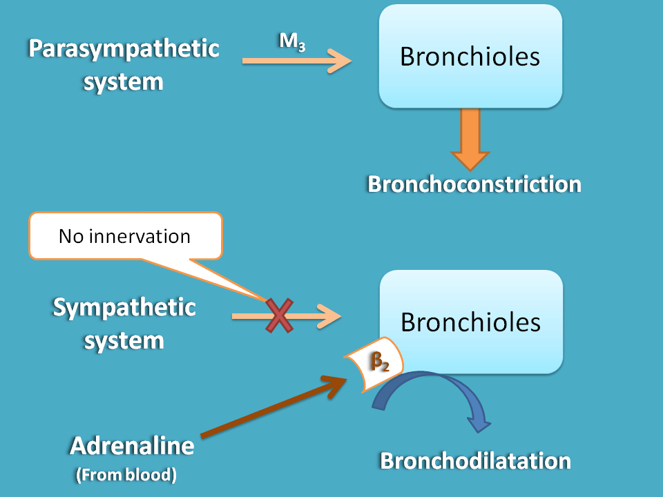 Only parasympathetic innervation at lungs