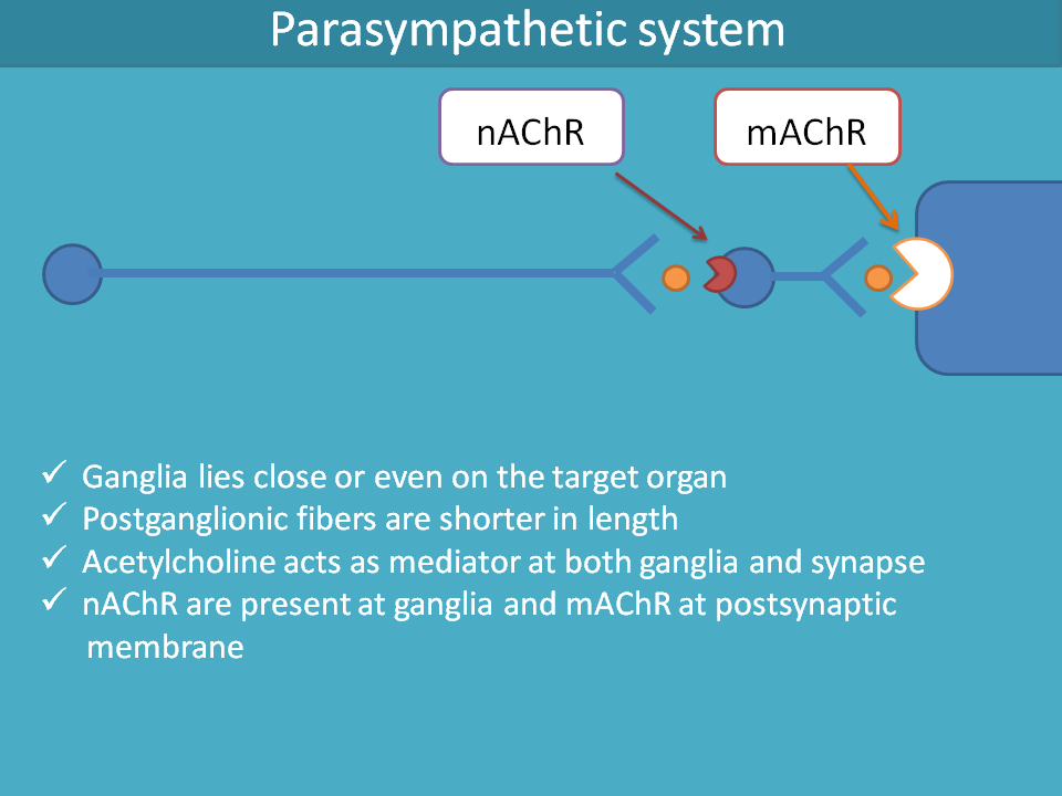 Parasympathetic receptors