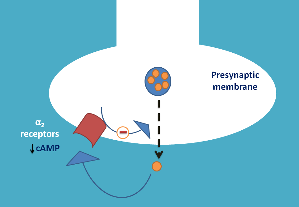 presynaptic autoinhibitory receptors