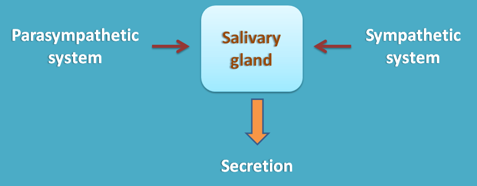 Similar effect of sympathetic and parasympathetic division at salivary glands