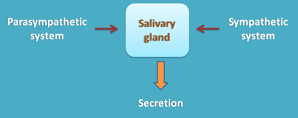 similar action of ANS divisions at salivary glands