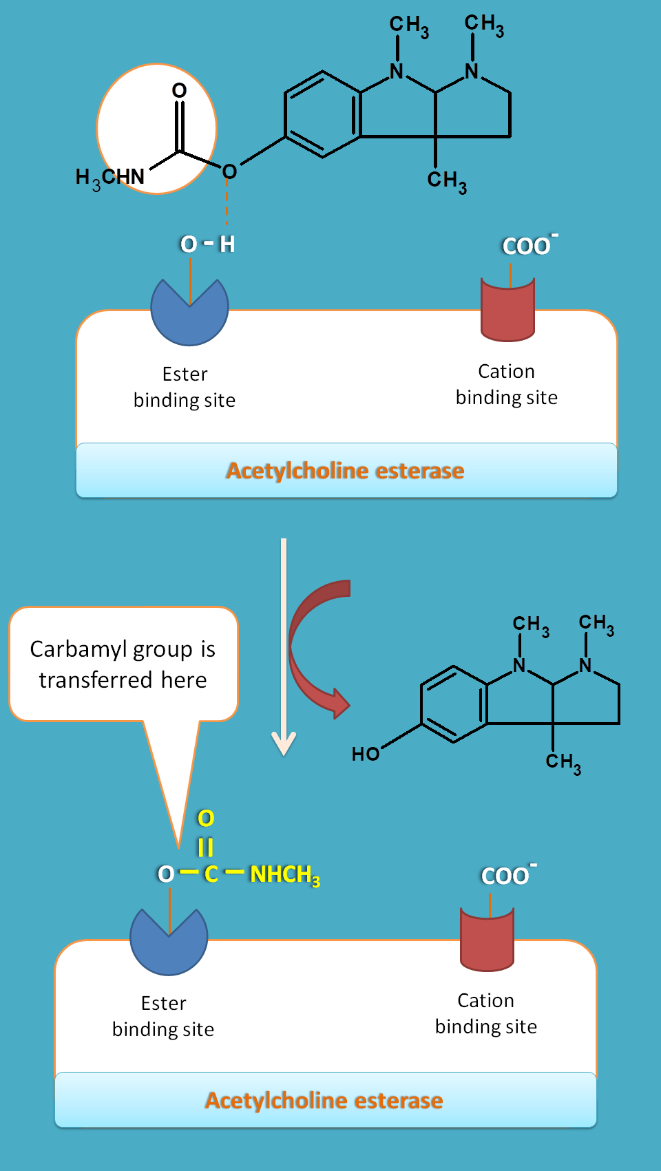 action of stigmines on cholinesterase