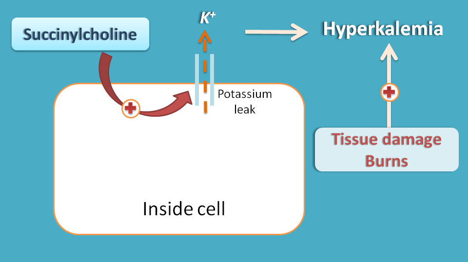 succinylcholine induced hyperkalemia