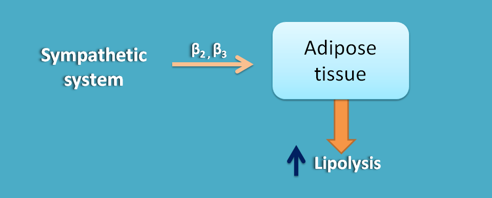 Only sympathetic innervation at adipose tisue