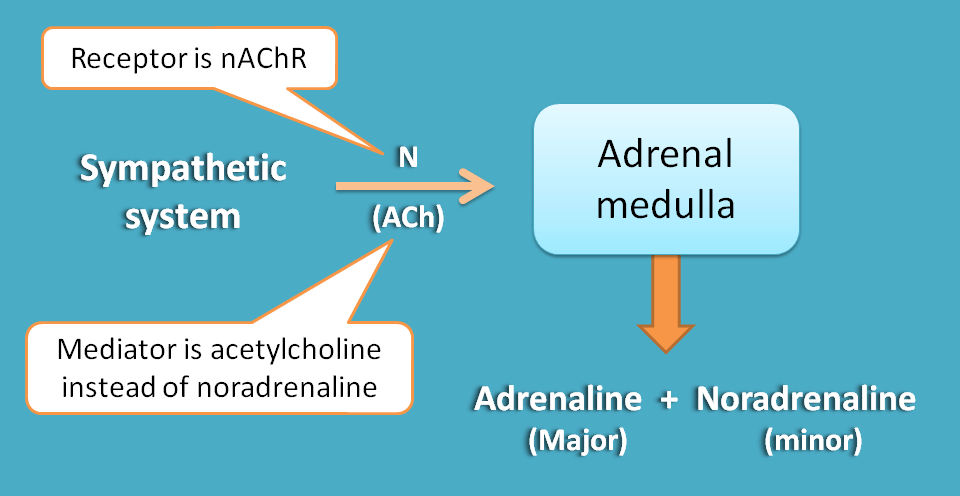 Only sympathetic innervation at adrenal medulla