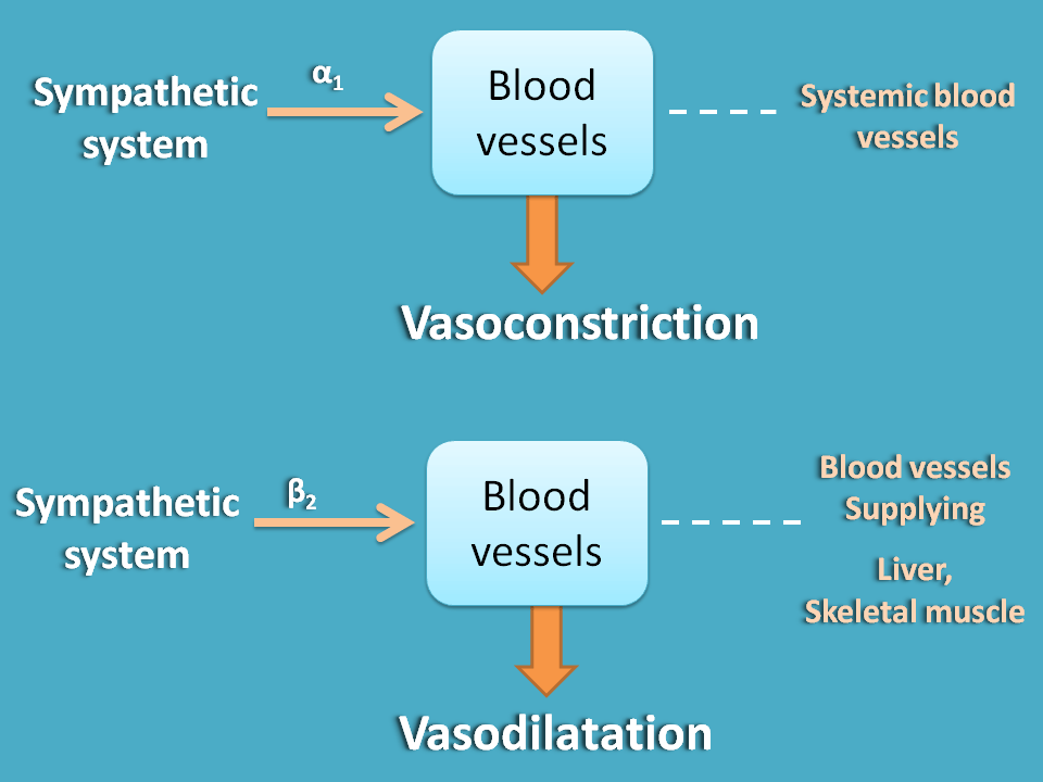 Only sympathetic innervation at blood vessels
