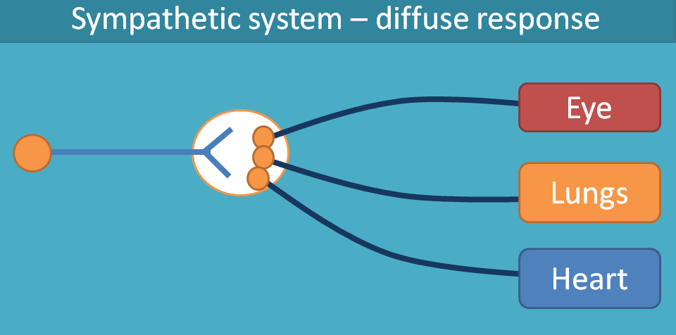 sympathetic system produces diffus response