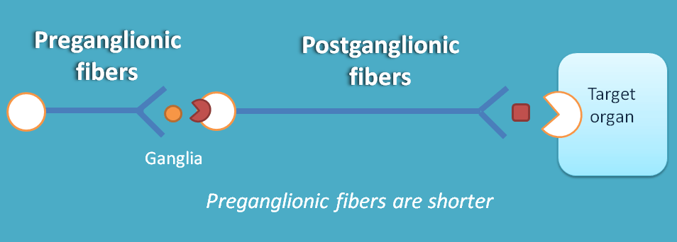 location of ganglia in sympathetic system