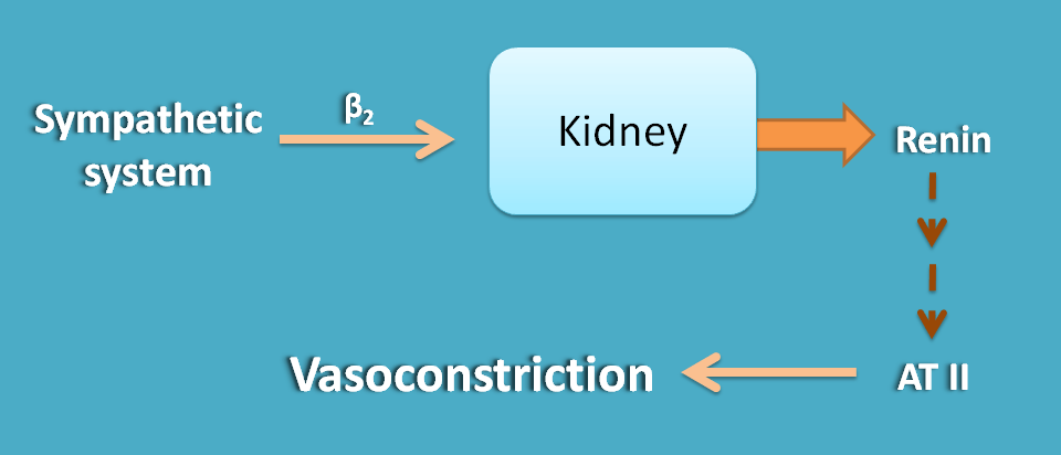 Only sympathetic innervation at kidney