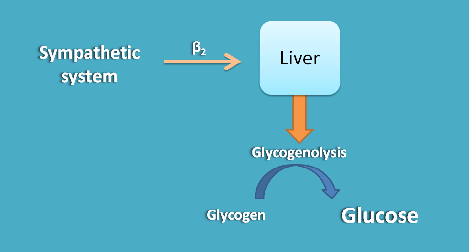 Only sympathetic innervation at liver