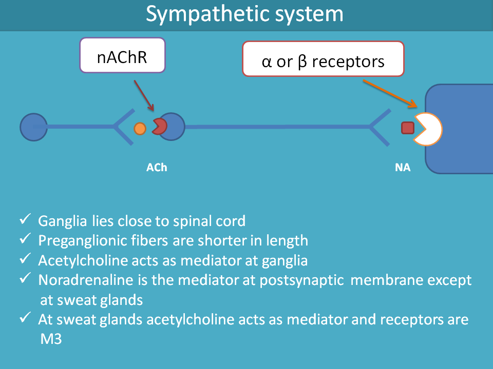 sympathetic receptors