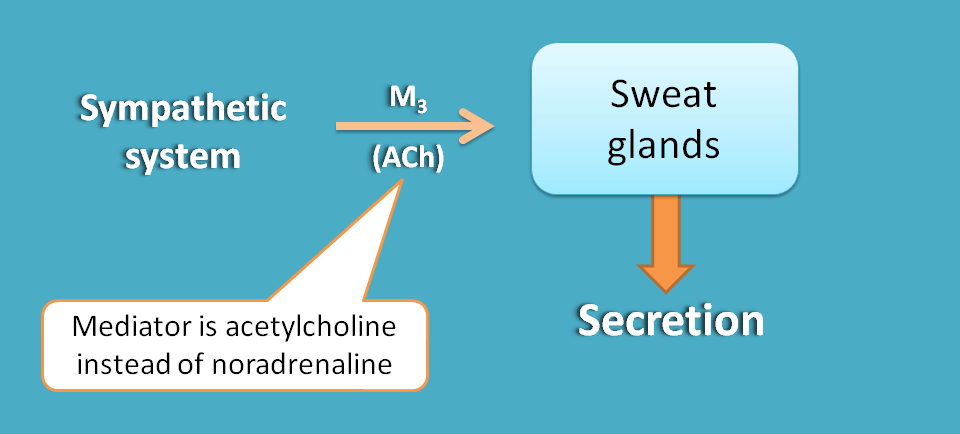 Only sympathetic innervation at sweat glands