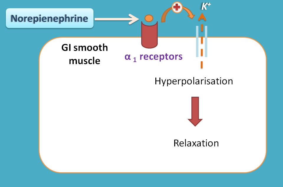 effect of sympathetic system on GIT