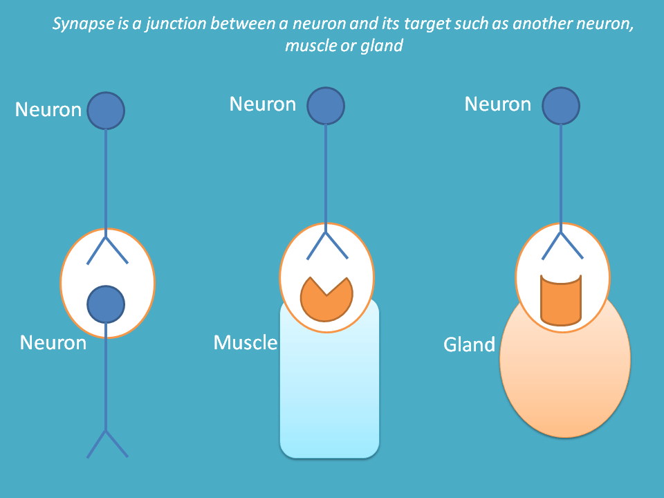 synapse