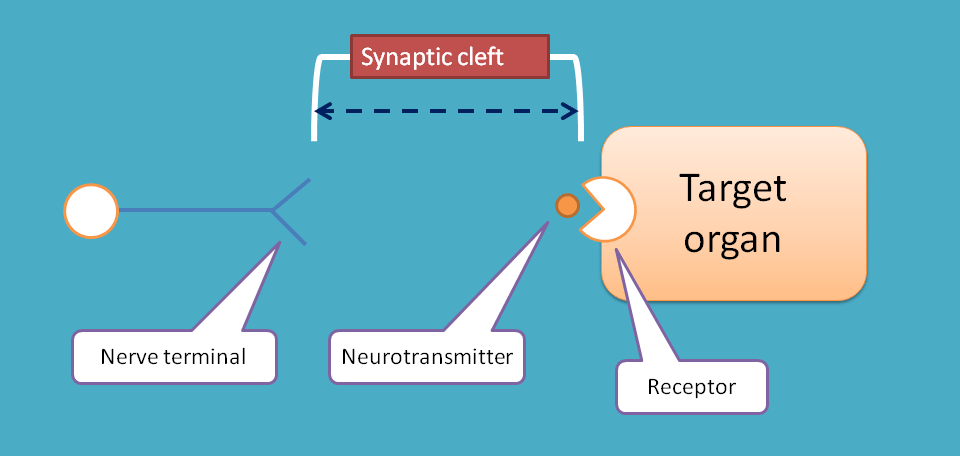 synaptic cleft