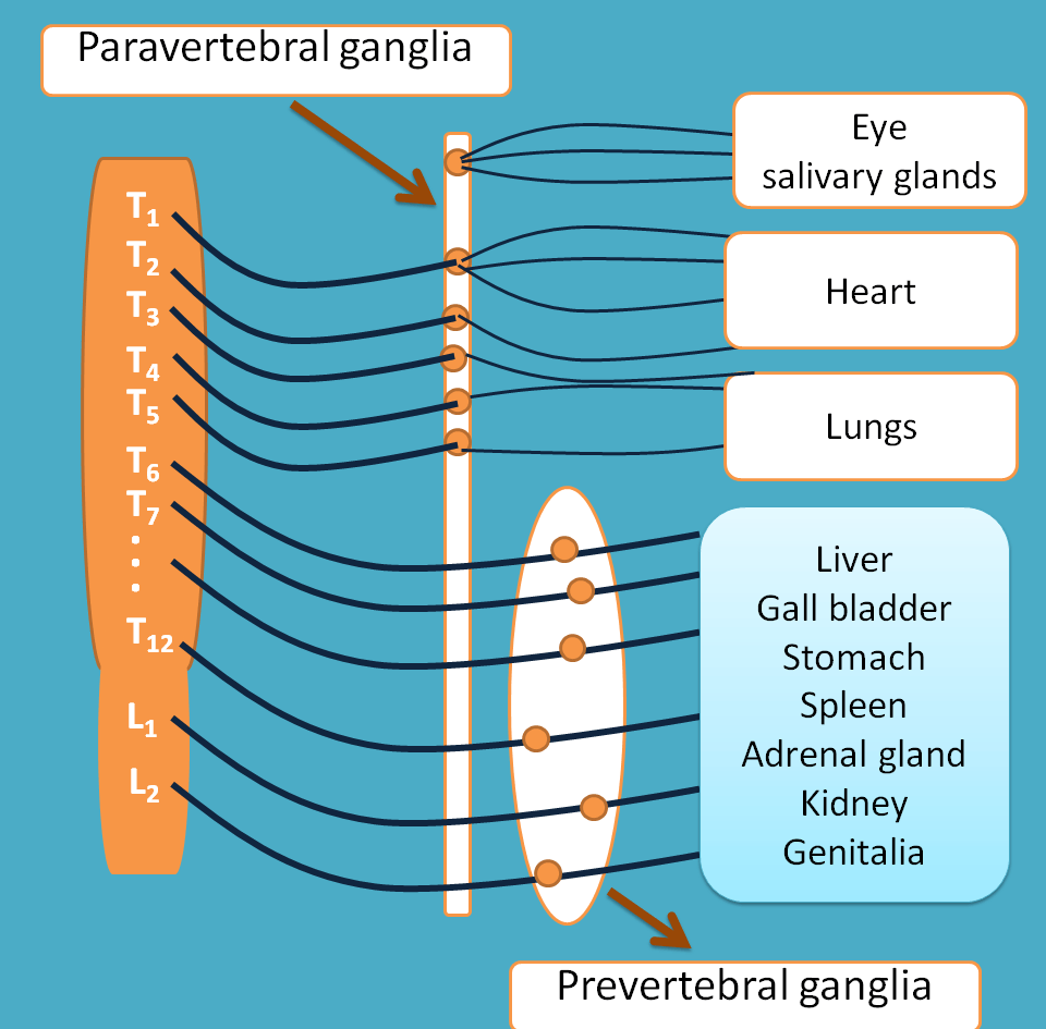 thoraco lumbar outflow