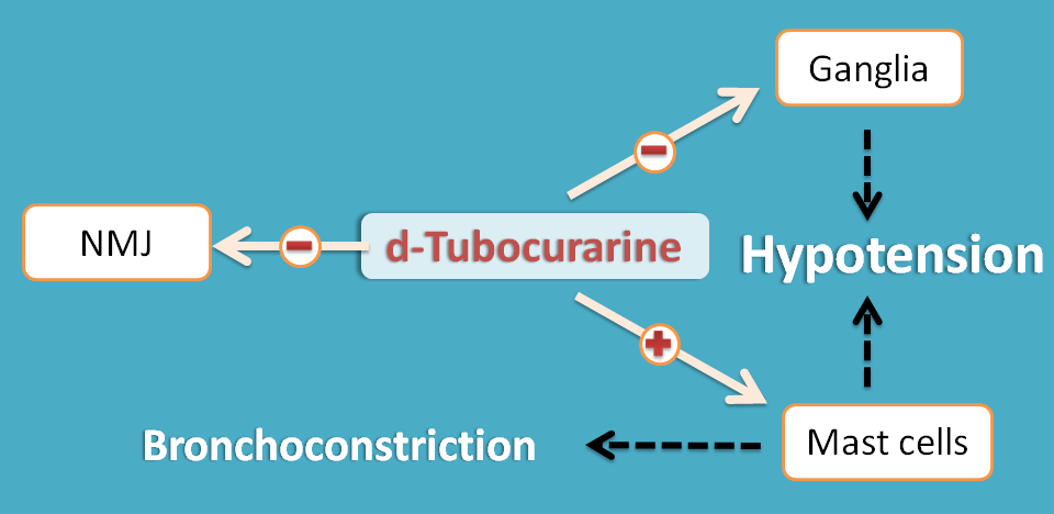 tubocurarine induced hypotension